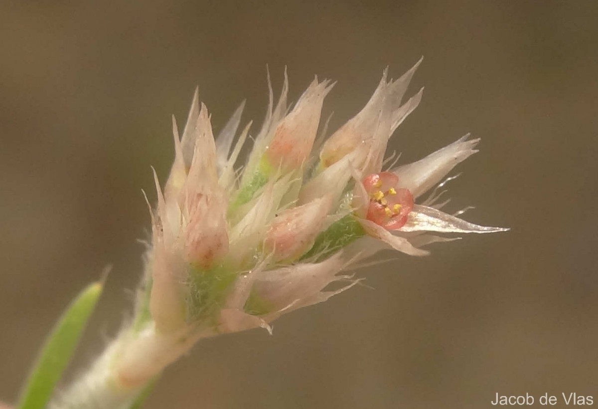 Polycarpaea corymbosa (L.) Lam.